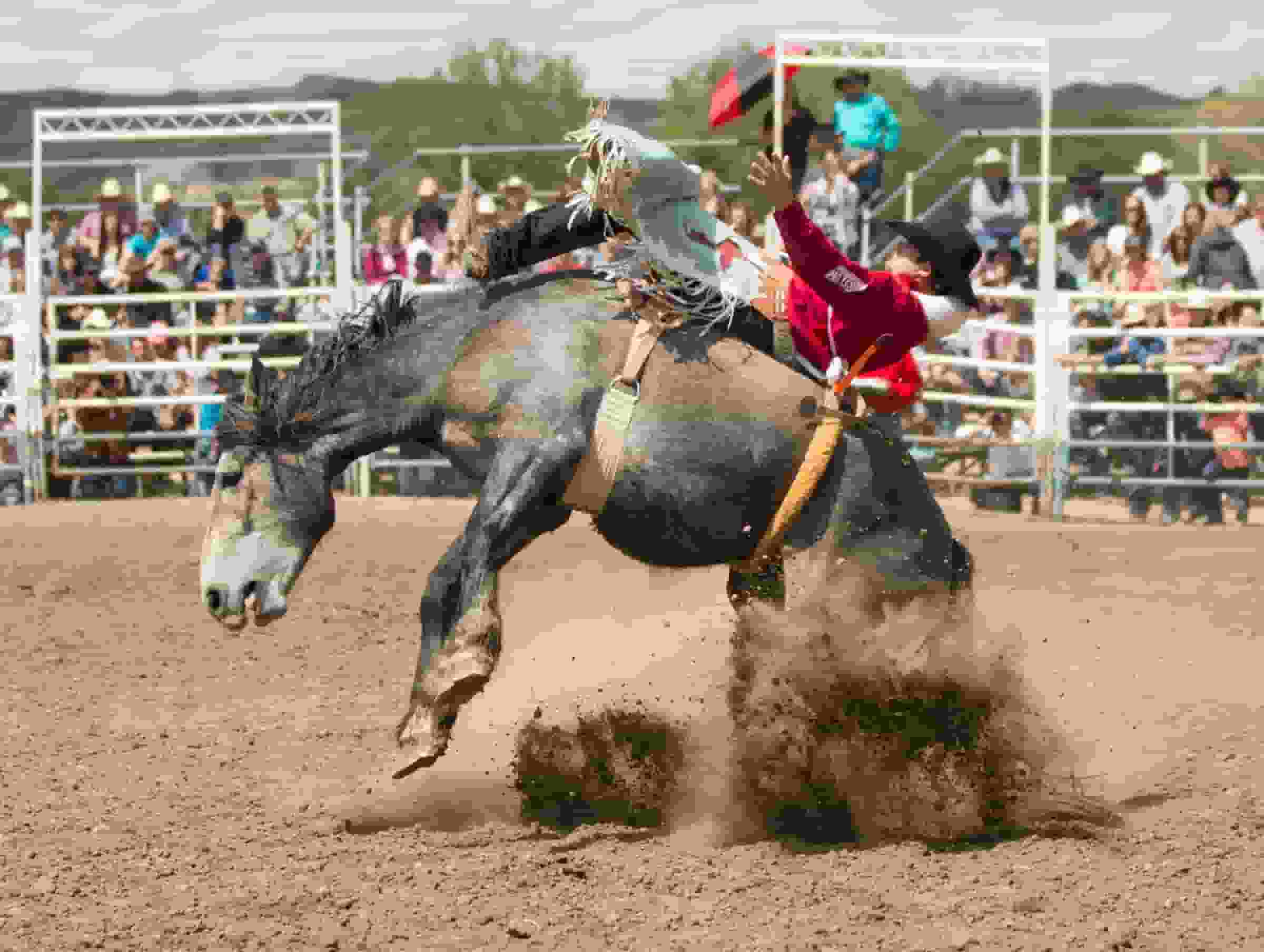 Thumbnail for Calgary Stampede Rodeo